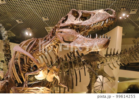 国立科学博物館 地球館の展示 国立科学博物館 地球館の展示 99614255