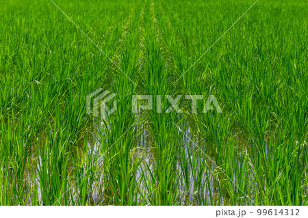 Summer view of rice paddy field. Kanazawa, Japan. 99614312