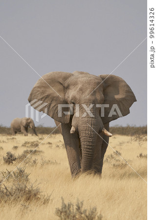 Large male African Elephant in Etosha 99614326