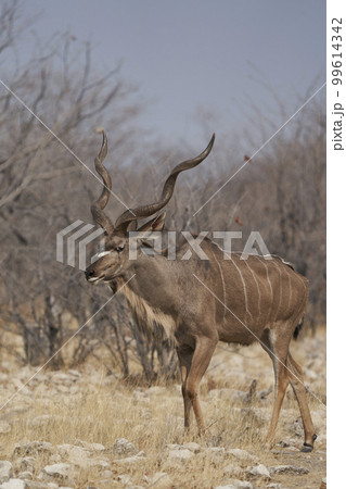 Male Greater Kudu Male Greater Kudu 99614342
