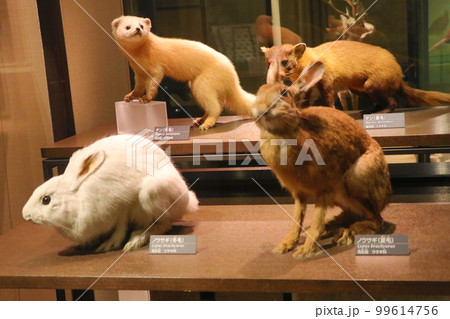 国立科学博物館　　日本館の展示 99614756