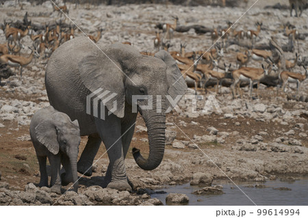 Young African Elephant at a waterhole 99614994