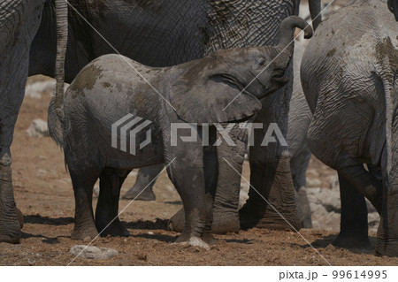 Young African Elephant at a waterhole Young African Elephant at a waterhole 99614995