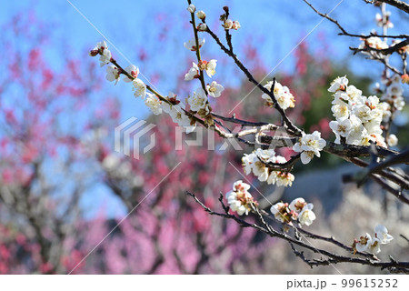 福岡市　二の丸梅園 99615252