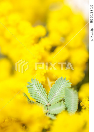 明るい黄色が春を告げ、日々の感謝を伝えるために贈るミモザの写真。 明るい黄色が春を告げ、日々の感謝を伝えるために贈るミモザの写真。 99615319
