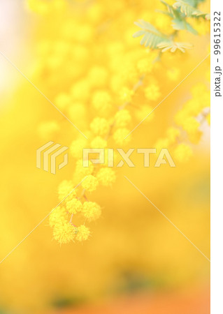 明るい黄色が春を告げ、日々の感謝を伝えるために贈るミモザの写真。 99615322