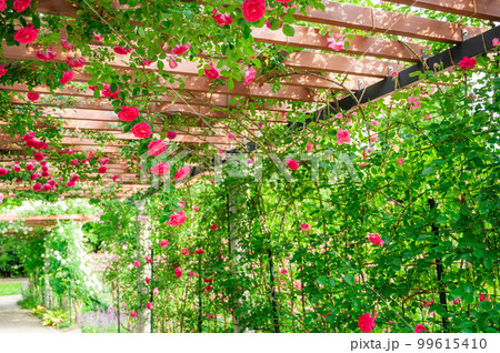 バラのアーケード　松本市 99615410