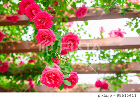 アーチから垂れ下がるピンク色の薔薇 アーチから垂れ下がるピンク色の薔薇 99615411