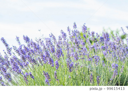 花畑のラベンダー 99615413