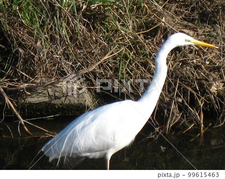 エサを求め川を歩くシラサギさんを撮影しました。 エサを求め川を歩くシラサギさんを撮影しました。 99615463