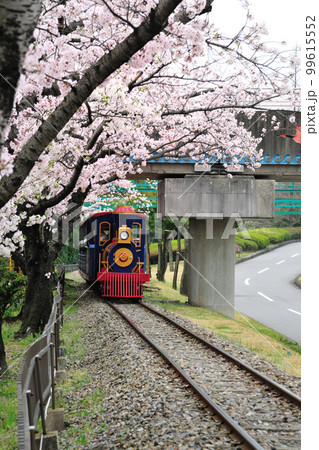 明石公園の桜 99615552