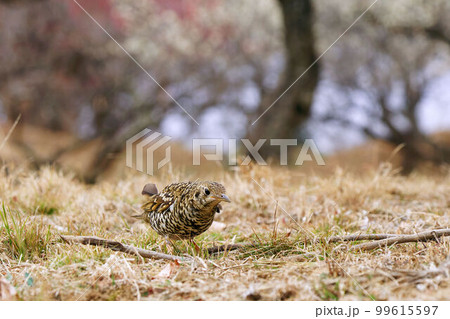 トラツグミ 99615597