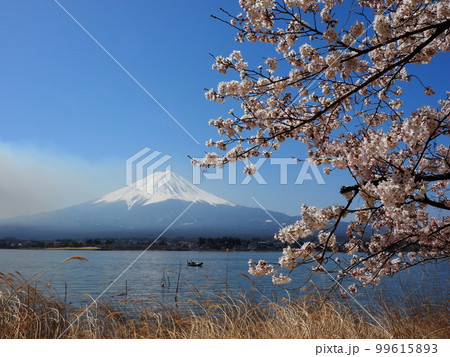 富士山と桜と河口湖 富士山と桜と河口湖 99615893