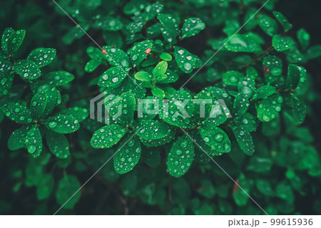 Leaves of a blueberry Leaves of a blueberry 99615936