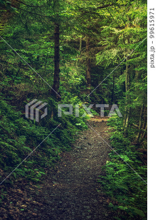 Dark moody forest Dark moody forest 99615971