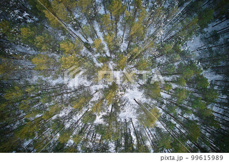 Aerial view of frosty white winter pine forests and birch groves covered with hoarfrost and snow. Drone photo of high trees in mountains at winter time. Idyllic landscape Aerial view of frosty white winter pine forests and birch groves covered with hoarfrost and snow. Drone photo of high trees in mountains at winter time. Idyllic landscape 99615989