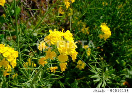 須磨浦公園の菜の花 須磨浦公園の菜の花 99616153