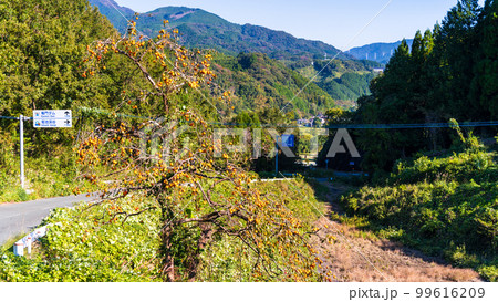 秋晴れを背景に田舎の柿の木風景「竜門ダムへ行く道」自然風景で有名な観光地 99616209