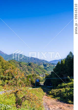 秋晴れを背景に田舎の柿の木風景「竜門ダムへ行く道」自然風景で有名な観光地 99616210