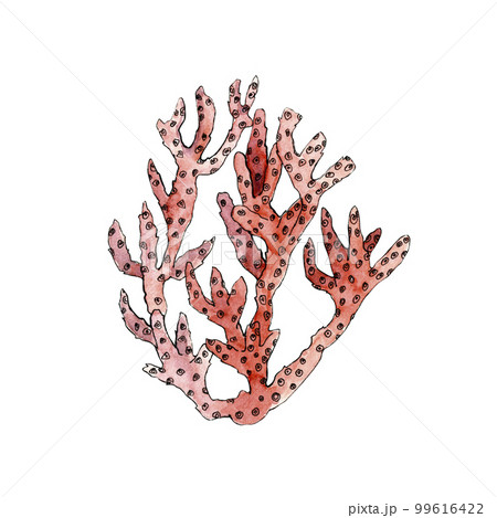 Watercolor illustration of coral. Design element for menu, restaurant, aquarium, oceanarium. Mix technique - watercolour and graphics. Sea creatures. 99616422