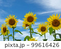 ひまわりと青空 99616426