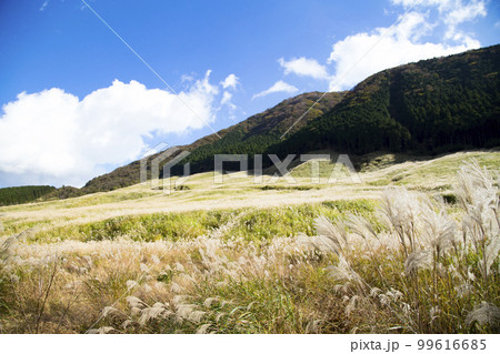箱根 仙石原すすき草原 箱根 仙石原すすき草原 99616685