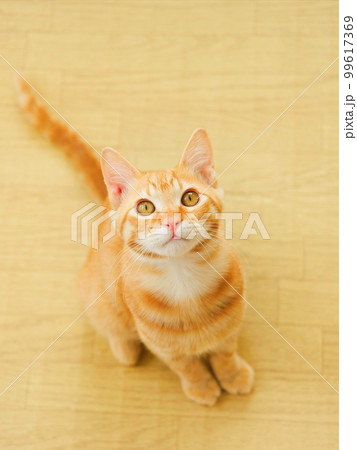 見上げるチャトラの猫 見上げるチャトラの猫 99617369