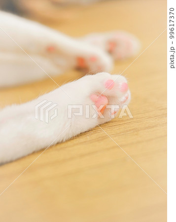ピンク色の肉球 ピンク色の肉球 99617370