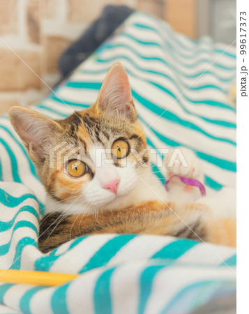 じゃれる猫 99617373