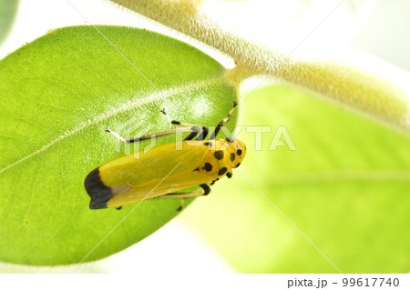 ツマグロオオヨコバイ 99617740