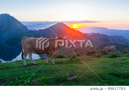 Asturian Mountain cattle cow sits on the lawn in a national park among the mountains at sunset 99617763