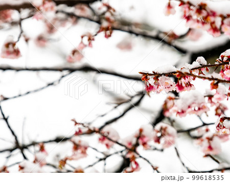 東京の雪の日の景色 早咲きの桜に積もった雪 東京の雪の日の景色 早咲きの桜に積もった雪 99618535