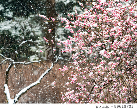 東京の雪の日の景色　満開の紅梅に積もった雪 99618703