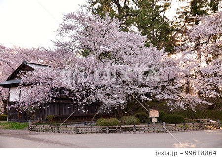 弘前公園最長寿と言われる染井吉野【早朝】 99618864