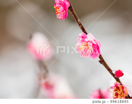 東京の雪の日の景色　満開の紅梅に積もった雪 99618895