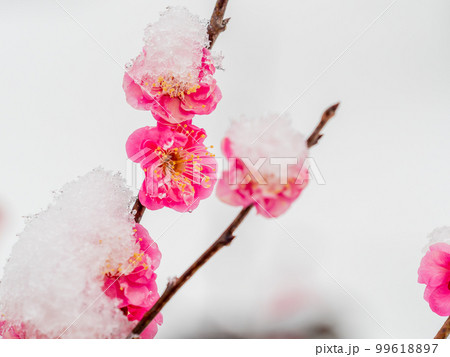 東京の雪の日の景色　満開の紅梅に積もった雪 99618897