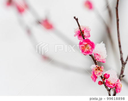 東京の雪の日の景色　満開の紅梅に積もった雪 99618898