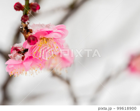 東京の雪の日の景色　満開の紅梅に積もった雪 99618900