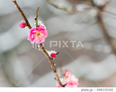 東京の雪の日の景色 満開の紅梅に積もった雪 東京の雪の日の景色 満開の紅梅に積もった雪 99619100