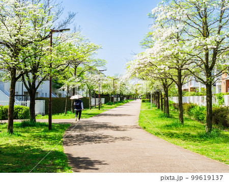 郊外の住宅地　ハナミズキが咲く生活道路 99619137