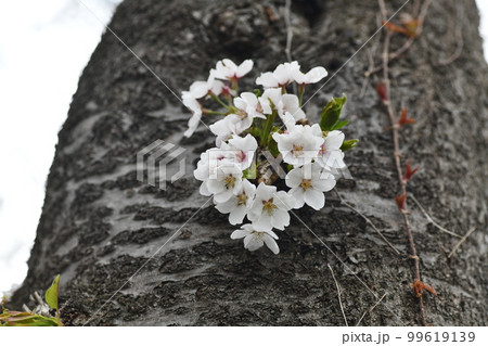幹に生えている桜の花のコロニー 99619139