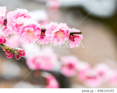東京の雪の日の景色 満開の紅梅に積もった雪 東京の雪の日の景色 満開の紅梅に積もった雪 99619193