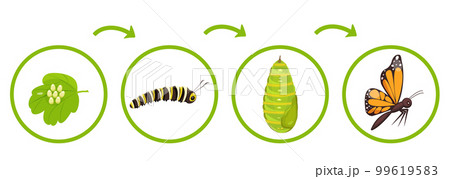 Butterfly life cycle. Infographics of transformation of caterpillar from cocoon. Vector illustration of insect metamorphosis. Butterfly life cycle. Infographics of transformation of caterpillar from cocoon. Vector illustration of insect metamorphosis. 99619583