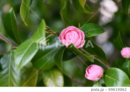 濃緑の葉っぱの中に咲く小さなピンク色の八重の椿の花の写真素材 濃緑の葉っぱの中に咲く小さなピンク色の八重の椿の花の写真素材