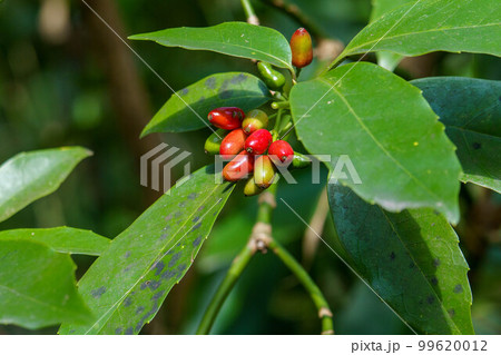 日差しを浴びるアオキの実 99620012