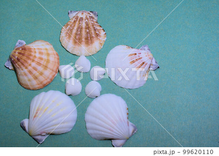 貝殻 沖縄土産 雑貨 素材 貝殻 沖縄土産 雑貨 素材 99620110