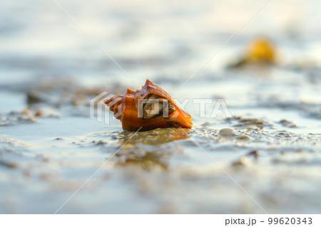 Hermit Crab or Paguroidea in a shell on tropical beach, close up sea life Hermit Crab or Paguroidea in a shell on tropical beach, close up sea life 99620343