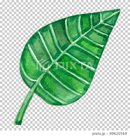 Watercolor forests exotic leafs clip art 99620569