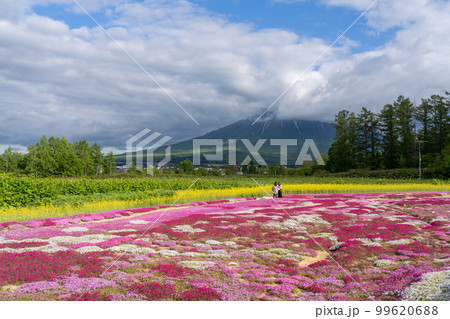 [倶知安町]羊蹄山と芝桜 99620688
