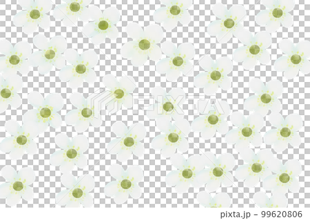 saxifraga white card 99620806